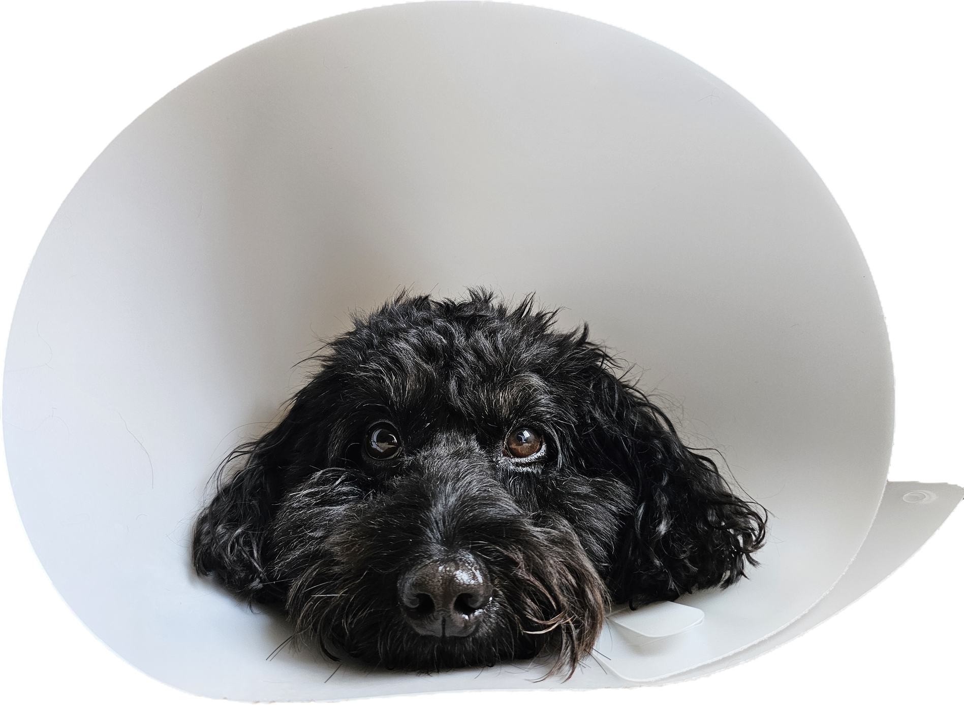 Doggo